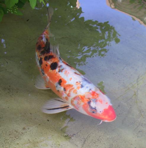 [Koi called Gold Fish]